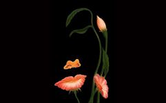 سالن زیبایی گلی (پروانه مهرافزون)