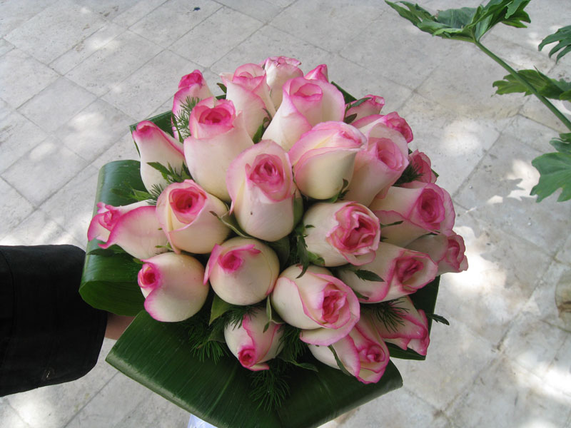 گل سرای ، گل مریم گل سرای ، گل مریم